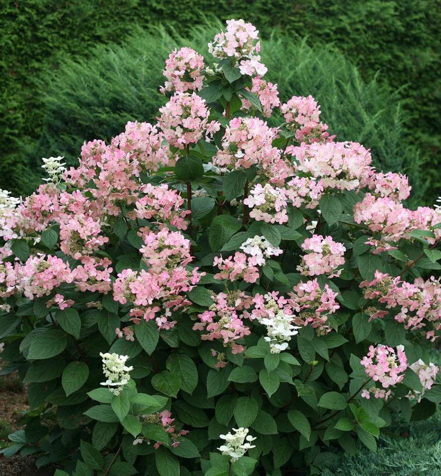 Quick Fire® Panicle Hydrangea Natorp's Online Plant Store